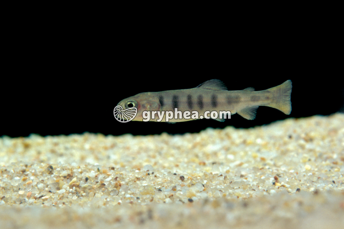 Truite - Alevin de 30j - gryphea.com